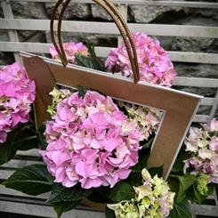 Hydrangea Plant In Bag